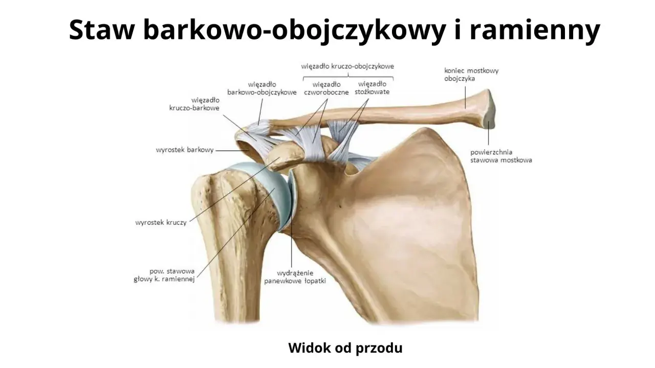 Anatomia stawu barkowo-obojczykowego i ramiennego z widocznymi więzadłami i kośćmi.