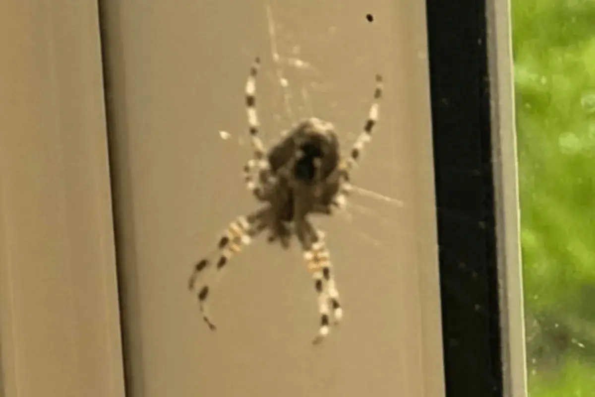 En korsspindel med tydliga mönster på benen sitter i sitt nät. Dess korsspindel storlek är imponerande.