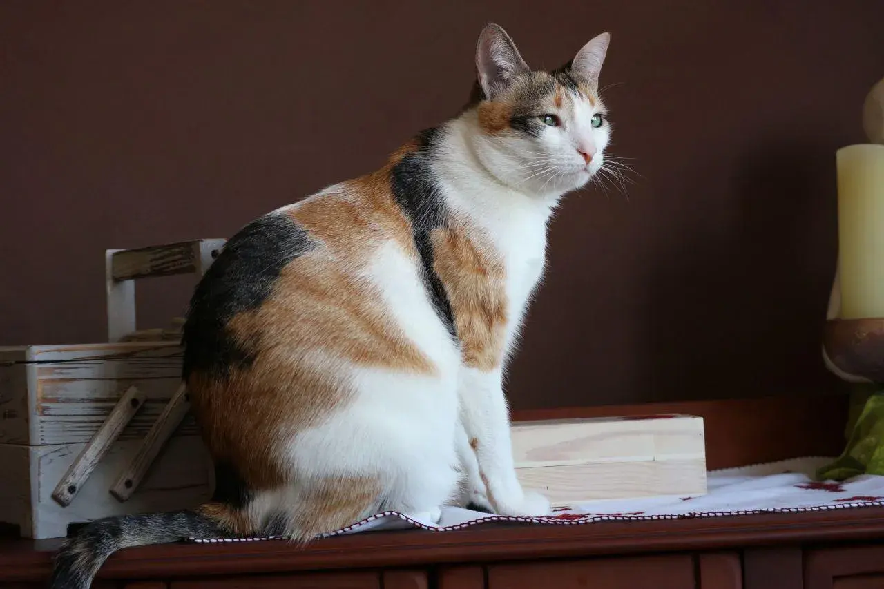 Gato tricolor sentado, con mirada atenta. Ideal para aprender como enseñar a un gato adulto a usar el arenero.