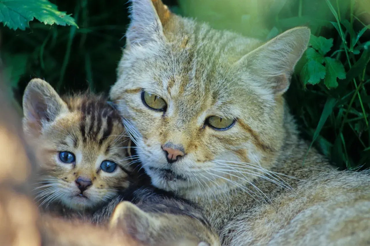Eine Wildkatze mit ihrem Jungen in Bayern. Das Kätzchen hat blaue Augen, die Mutter schaut wachsam.
