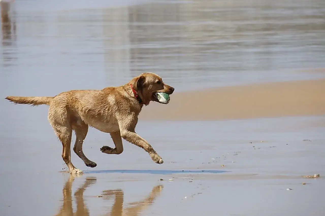 Perro marrón corriendo en la playa con una pelota en la boca. Los perros comen menos en verano, pero este se divierte mucho.