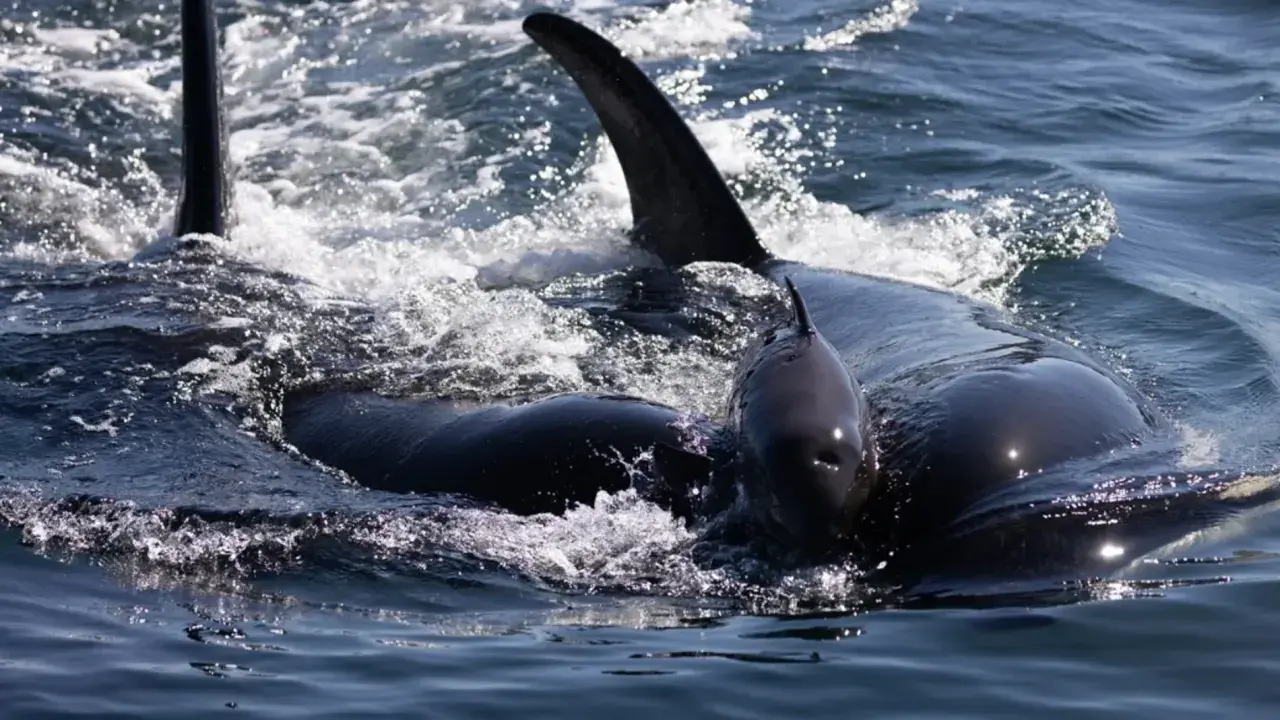 Una madre orca y su cría nadan juntas, un sueño hecho realidad para quienes aman soñar con orcas.