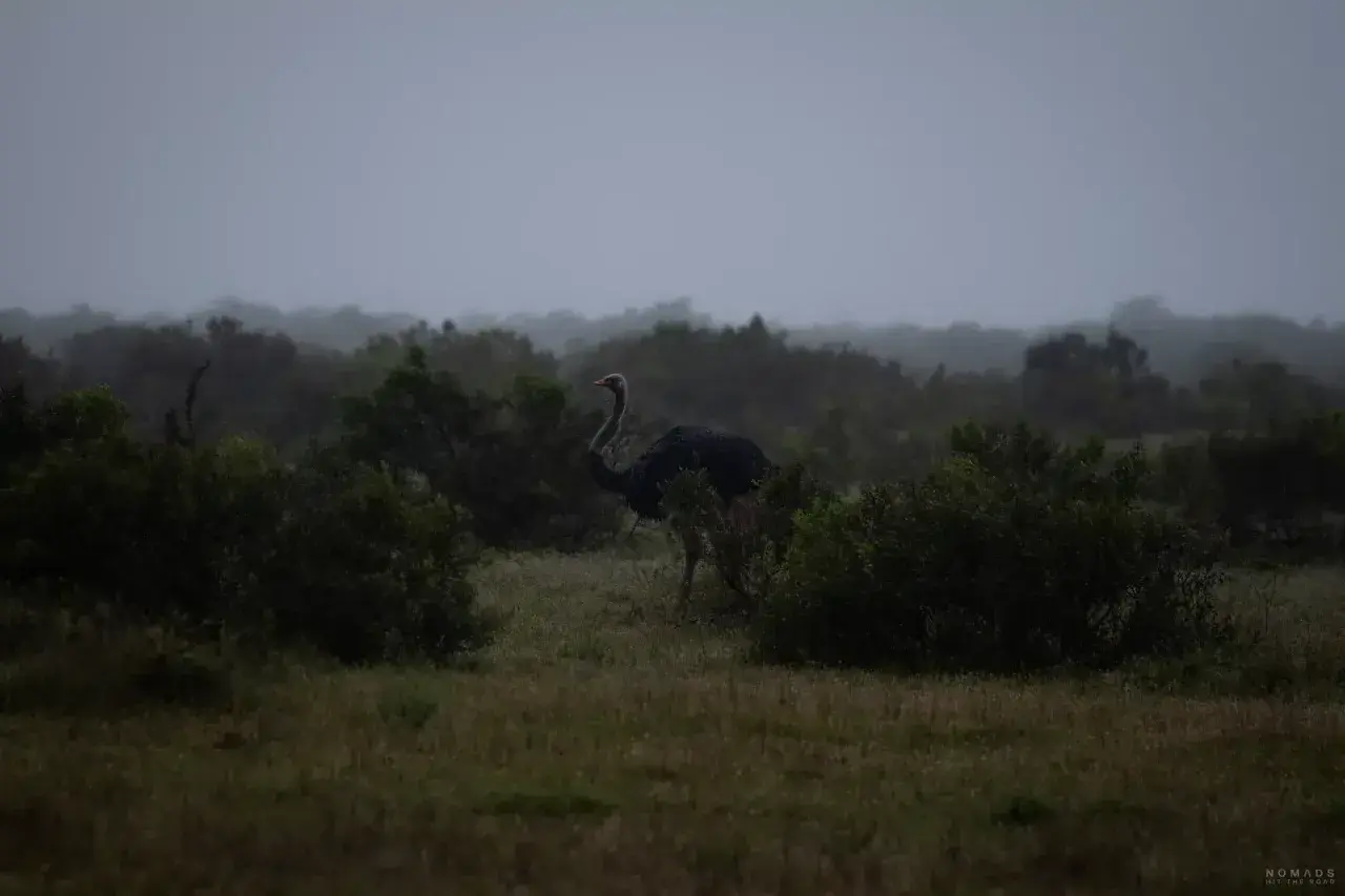 Ein Strauß im **Addo Nationalpark** auf einer nebligen Ebene, umgeben von dichter Vegetation.