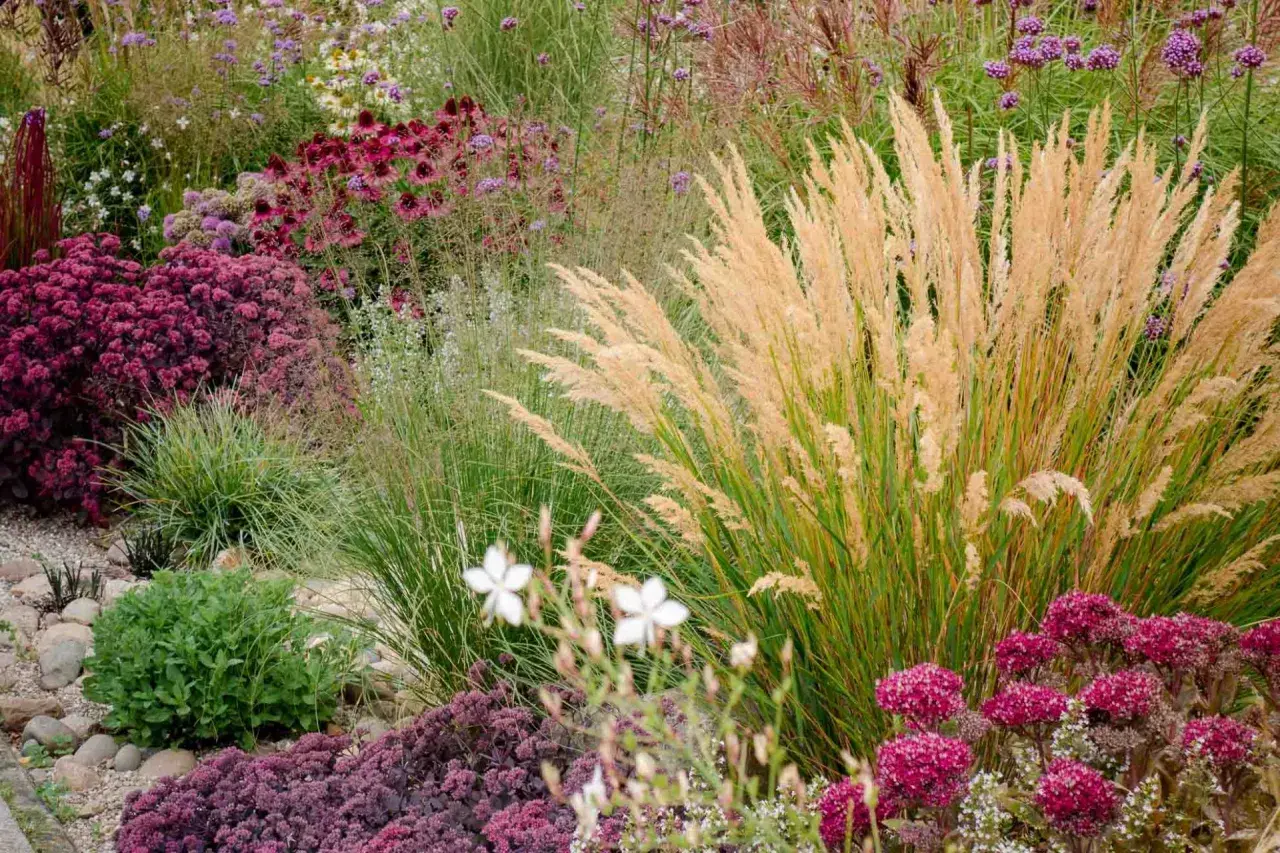Ein üppiges blumenbeet anlegen mit Gräsern, Sedum und Purpur-Echinacea. Ein Traum für jeden Garten.