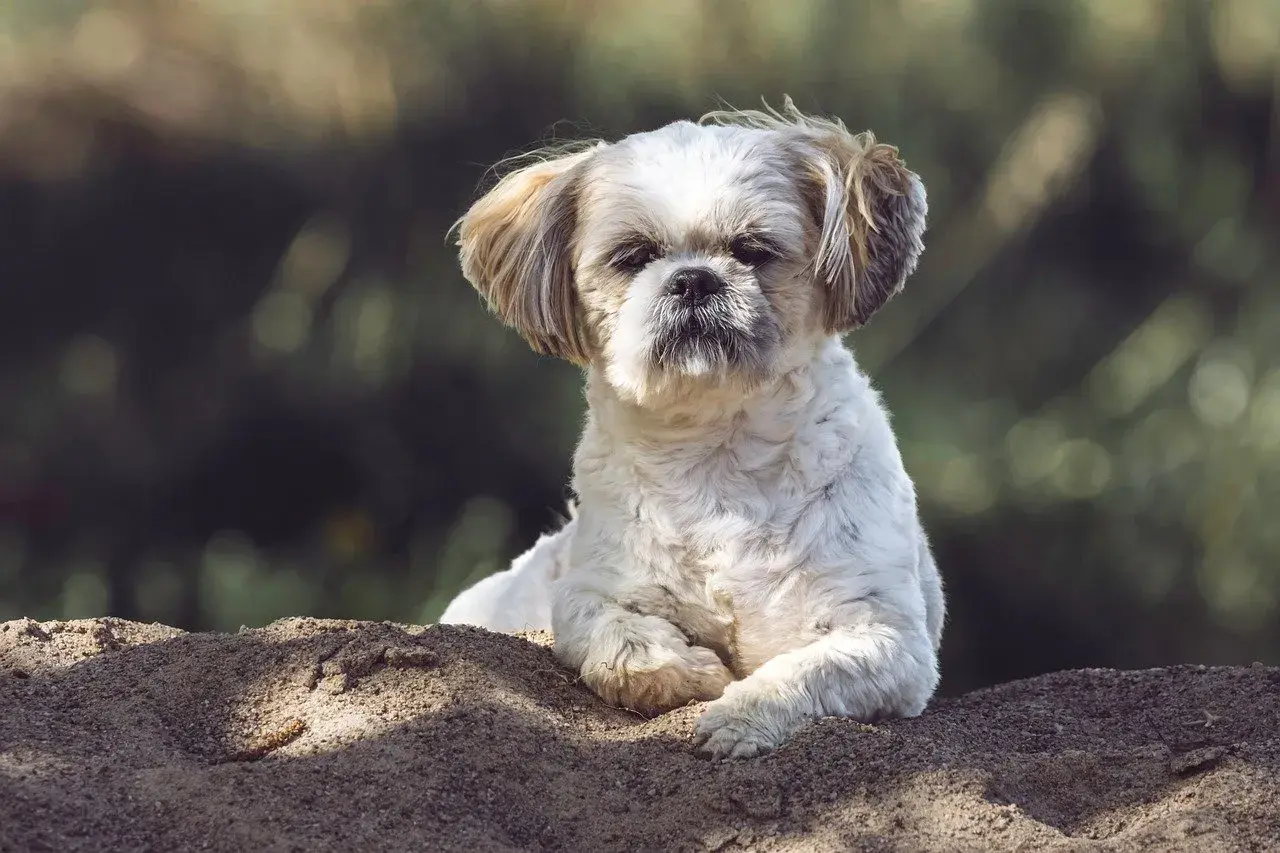 Uroczy piesek Shih Tzu leży na piasku. Zastanawiasz się, czy pies może jeść porzeczki? Ten słodki psiak na pewno by ich spróbował!