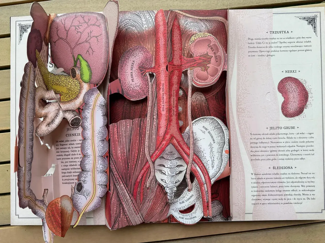 Anatomia człowieka: jelito cienkie, trzustka, nerki, aorta, żyła główna dolna, kości miednicy.