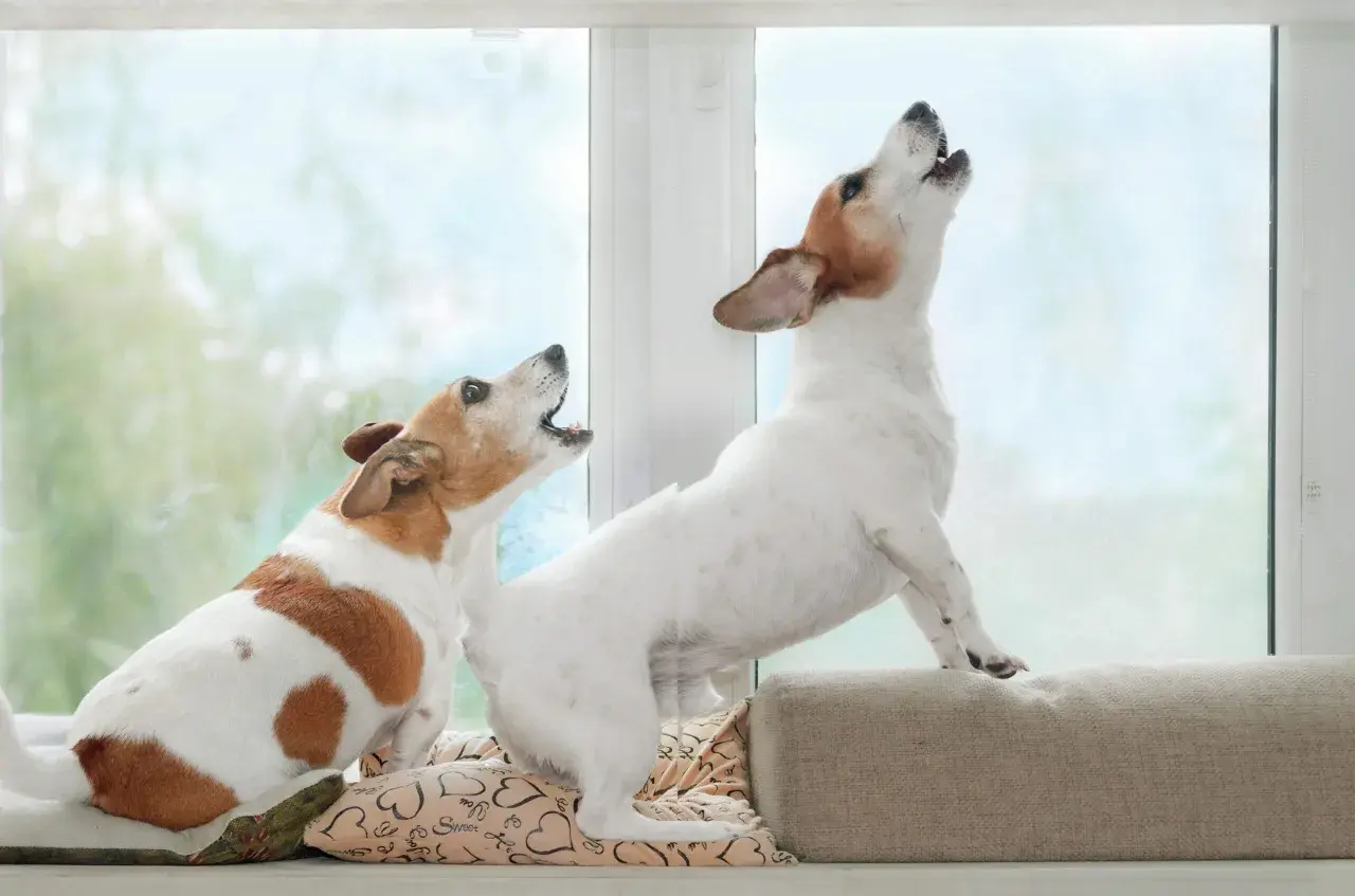 Zwei Hunde bellen aufgeregt im Garten. Einer sitzt auf einem Kissen, der andere steht auf einem Polster.