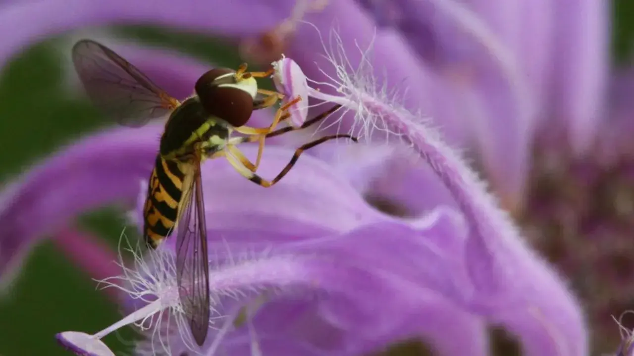 Un syrphe pyrastre, aux rayures jaunes et noires, butine une fleur violette aux longs pistils blancs.