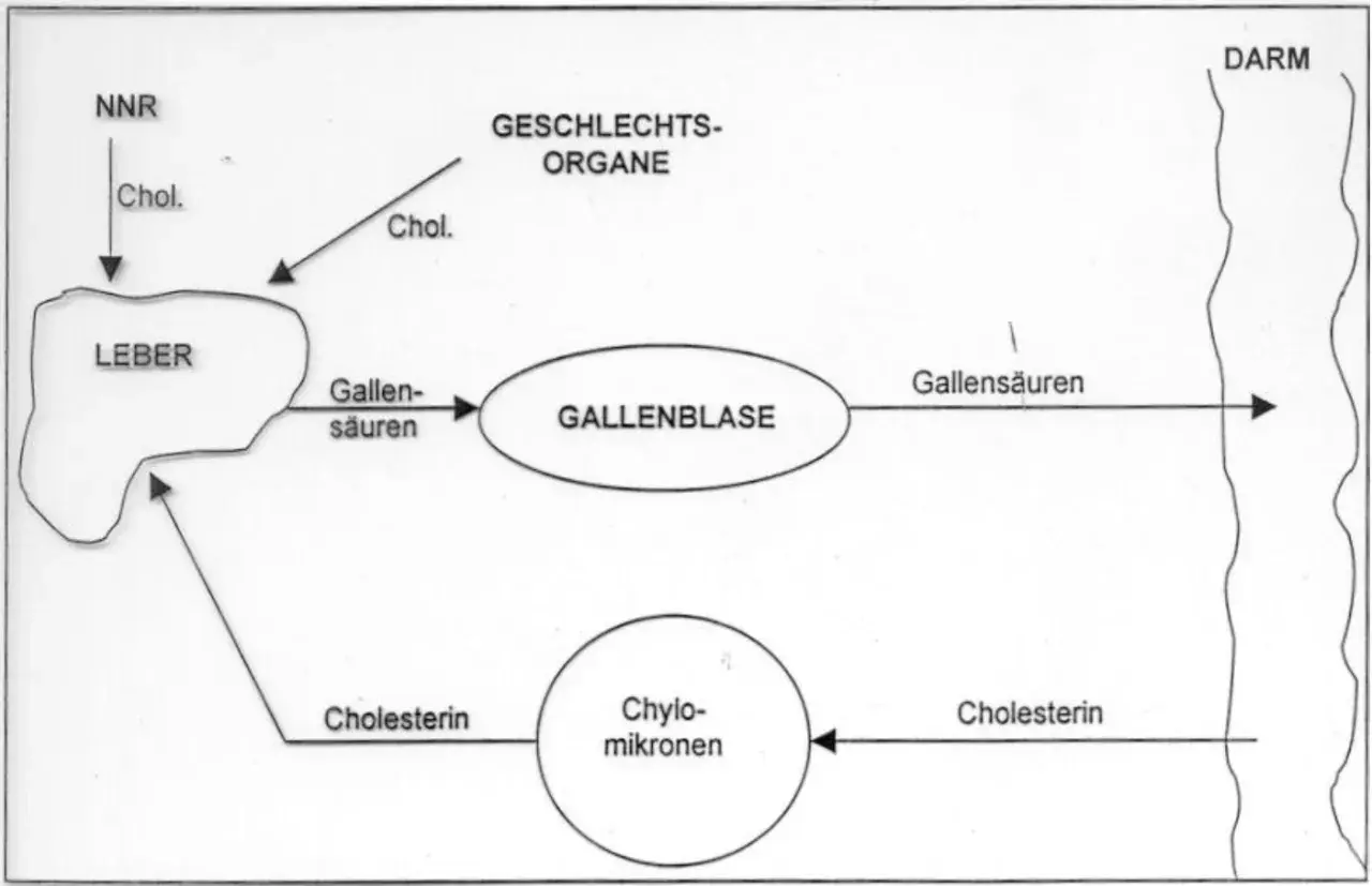 Schema zeigt Cholesterin-Stoffwechsel: Leber, Gallenblase, Darm. Colestyramin bindet Gallensäuren im Darm.