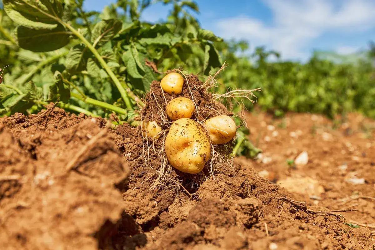 Frisch geerntete Kartoffeln, reich an Kohlenhydraten, ragen aus der Erde.