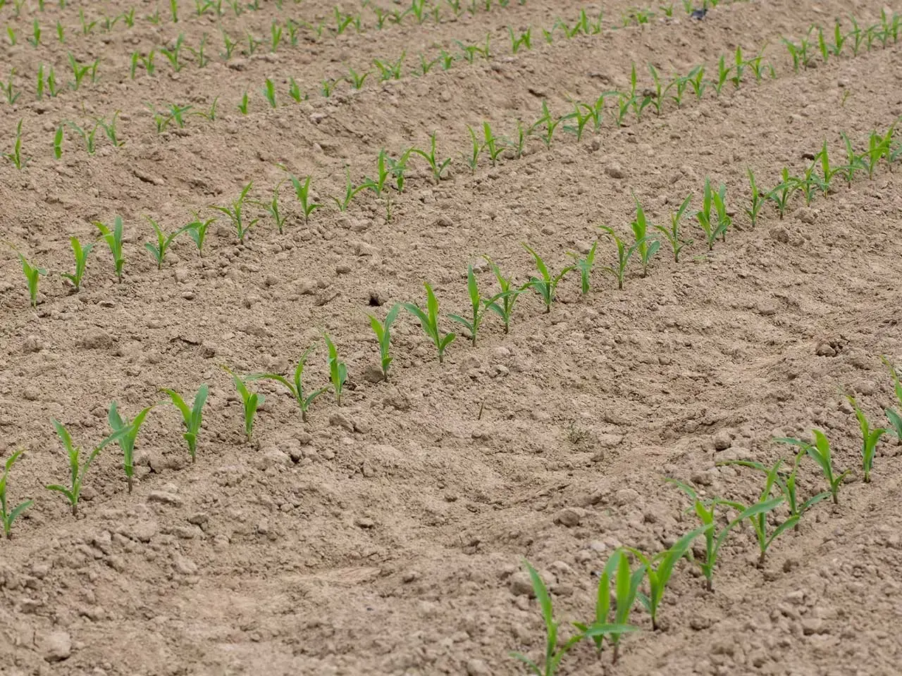 Jeunes pousses de maïs alignées dans un champ labouré. Le moment idéal pour savoir quand planter le maïs en pleine terre est lorsque le sol est réchauffé.