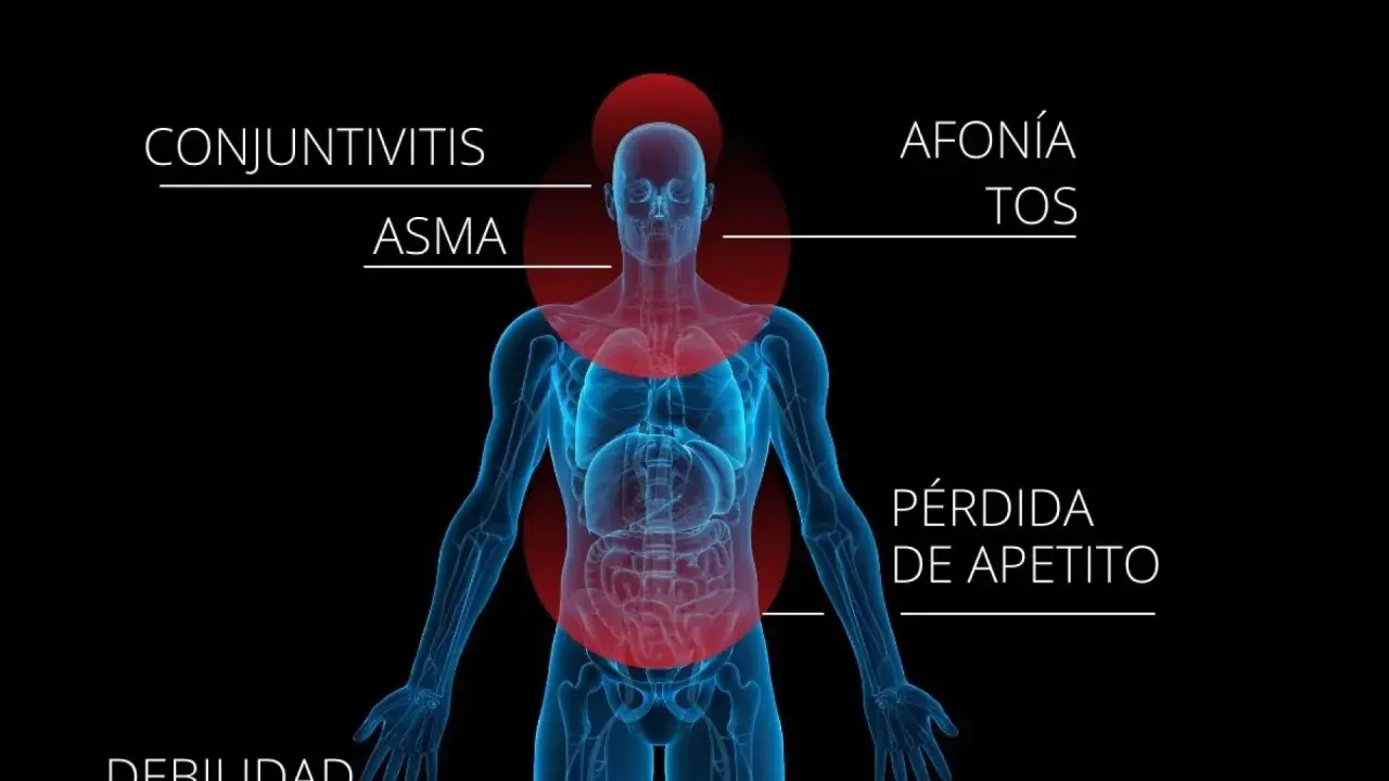 Ilustración de un cuerpo humano con zonas rojas indicando síntomas como conjuntivitis, asma, afonía, tos y pérdida de apetito, posiblemente por polen flor.