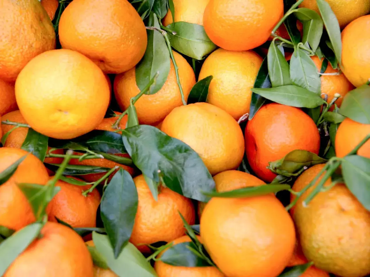 Frische, saftige Orangen mit grünen Blättern, bereit zur Lagerung.