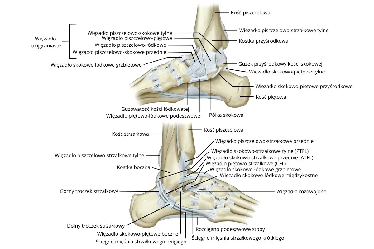 Anatomia więzadeł stawu skokowego z zaznaczonymi strukturami kostnymi i więzadłowymi.