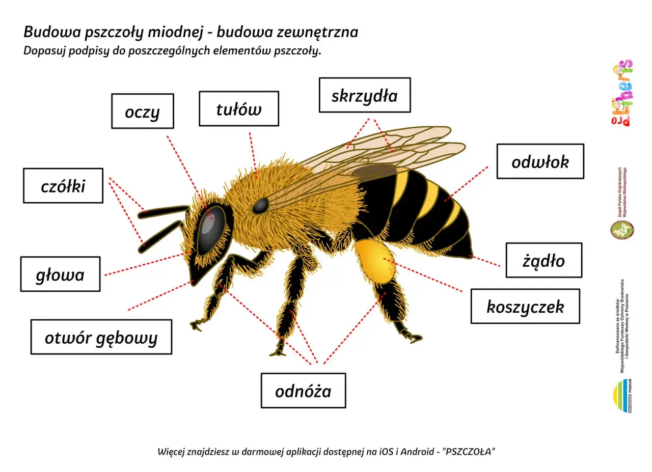 Ilustracja przedstawia budowę pszczoły miodnej. Widoczna jest głowa pszczoły z czułkami i oczami.