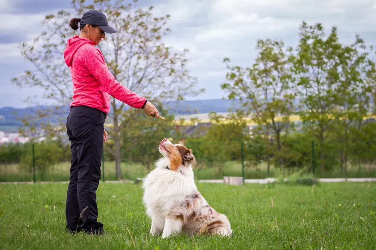 Ein Australian Shepherd mit seinem typischen australian shepherd charakter zeigt Gehorsam und lernt draußen auf Kommando.