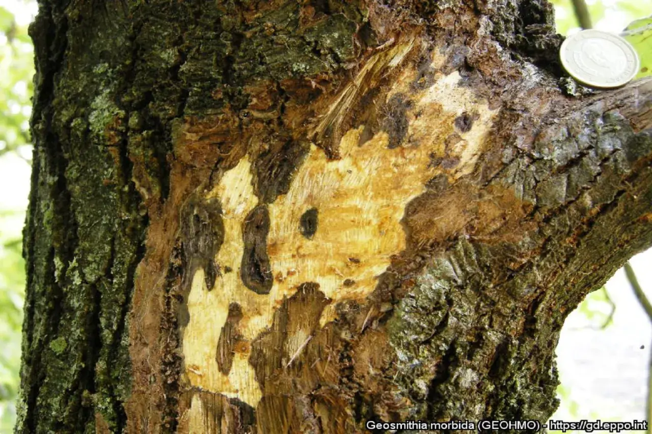 Dettaglio di un tronco d'albero con corteccia danneggiata, mostrando aree di legno esposto e macchie scure, indicative di malattie del noce.