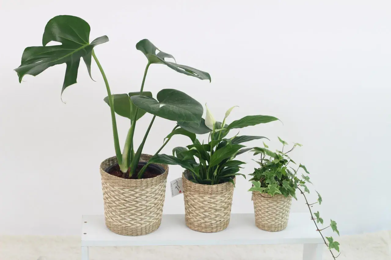 Drei grüne Zimmerpflanzen in geflochtenen Körben: eine Monstera, ein Einblatt und Efeu. Perfekt für das Schlafzimmer.