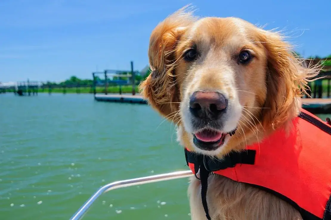 Vacaciones con mascotas: consejos para un viaje inolvidable y sin estrés