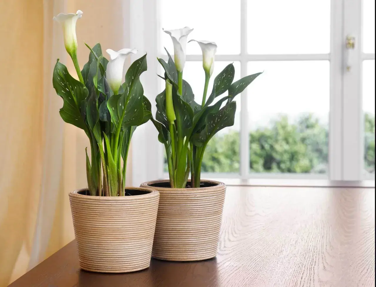 Zwei weiße Calla-Lilien in Körben auf einem Holztisch. Tipps zur Calla-Pflege für gesunde Pflanzen.