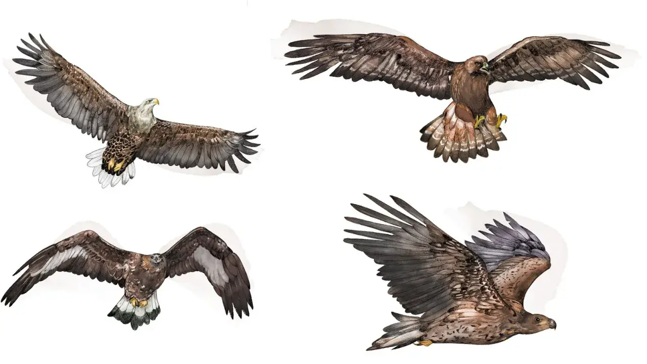 Fyra illustrationer av stora rovfåglar i flykt. En vitkindad örn, en kungsörn och två unga havsörnar visar upp sina imponerande vingbredder.