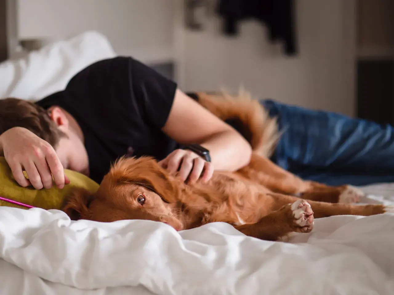 A ginger dog rests on a person in bed, a sweet moment that answers why does my dog lay on me: for comfort and connection.