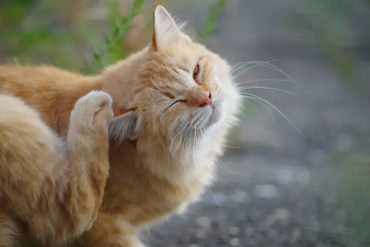 Eine orangefarbene Katze kratzt sich am Ohr. Möglicherweise leidet sie unter einer Futtermittelallergie bei Katzen, die Juckreiz verursacht.