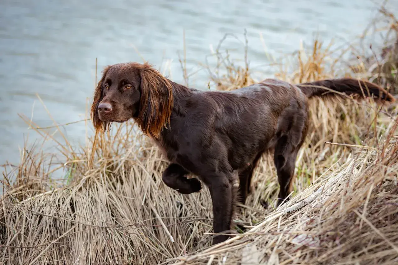 Ein brauner deutsch langhaar Hund steht im Schilf am Wasser.