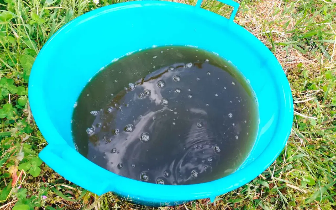Un secchio turchese contiene un liquido scuro e torbido, probabilmente un macerato di aglio, con bollicine che affiorano.