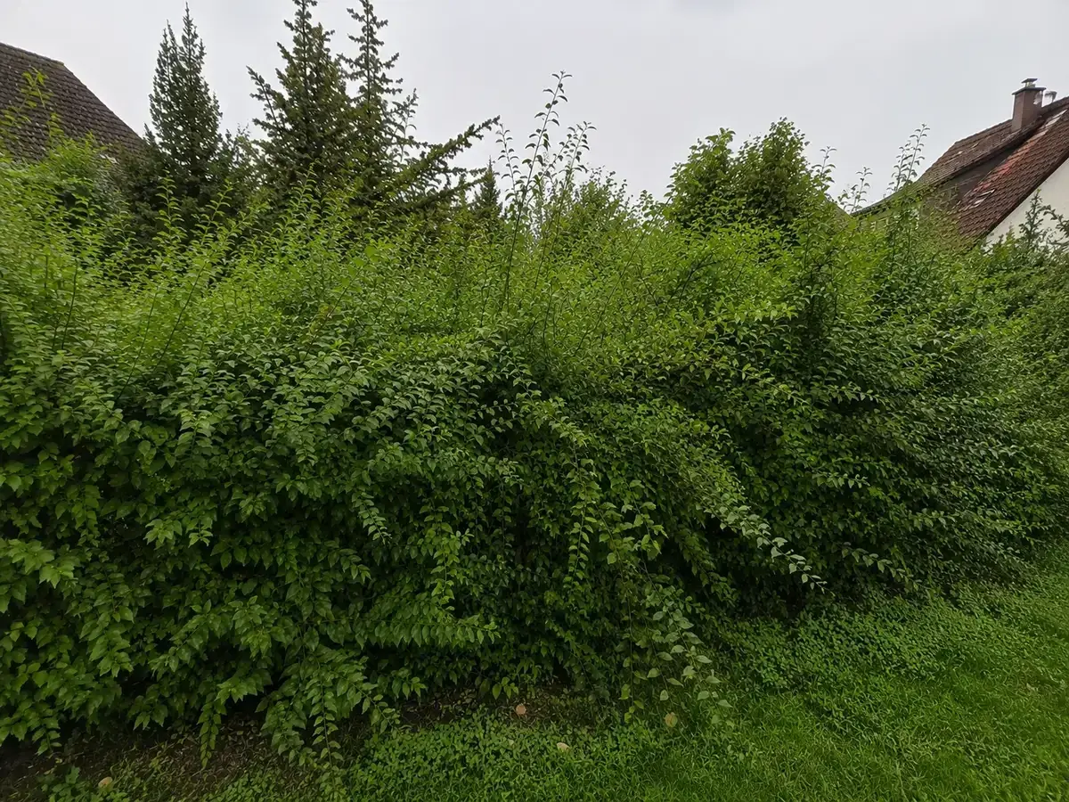 Dichter Kirschlorbeer wuchert vor Häusern. Überlegen Sie, wie die kirschlorbeer entfernen kosten sind, um Platz zu schaffen.