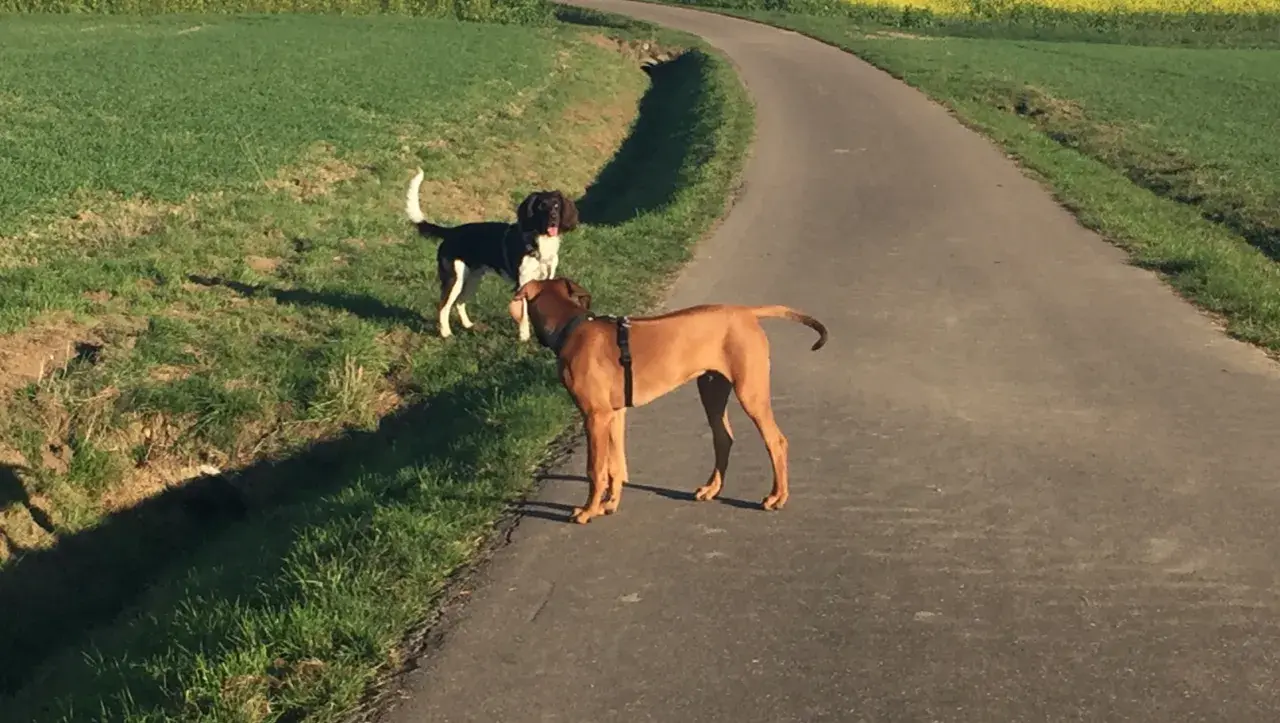 Zwei Hunde auf einem Feldweg. Der braune Hund trägt ein Geschirr, der schwarz-weiße Hund steht daneben. Hoffentlich hat sich keiner eine geprellte Rute beim Hund zugezogen.