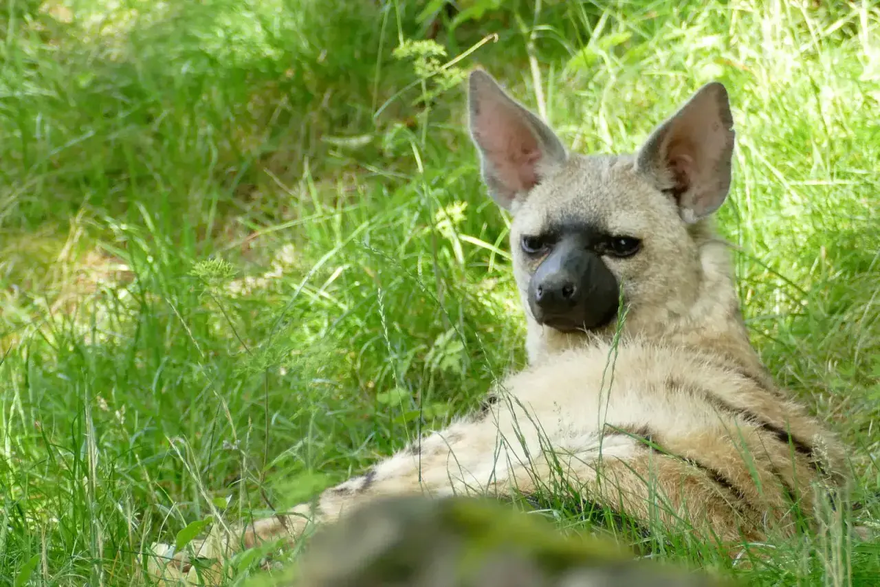 Un lobo de tierra descansa en la hierba alta, con sus grandes orejas atentas y su pelaje rayado camuflándose.