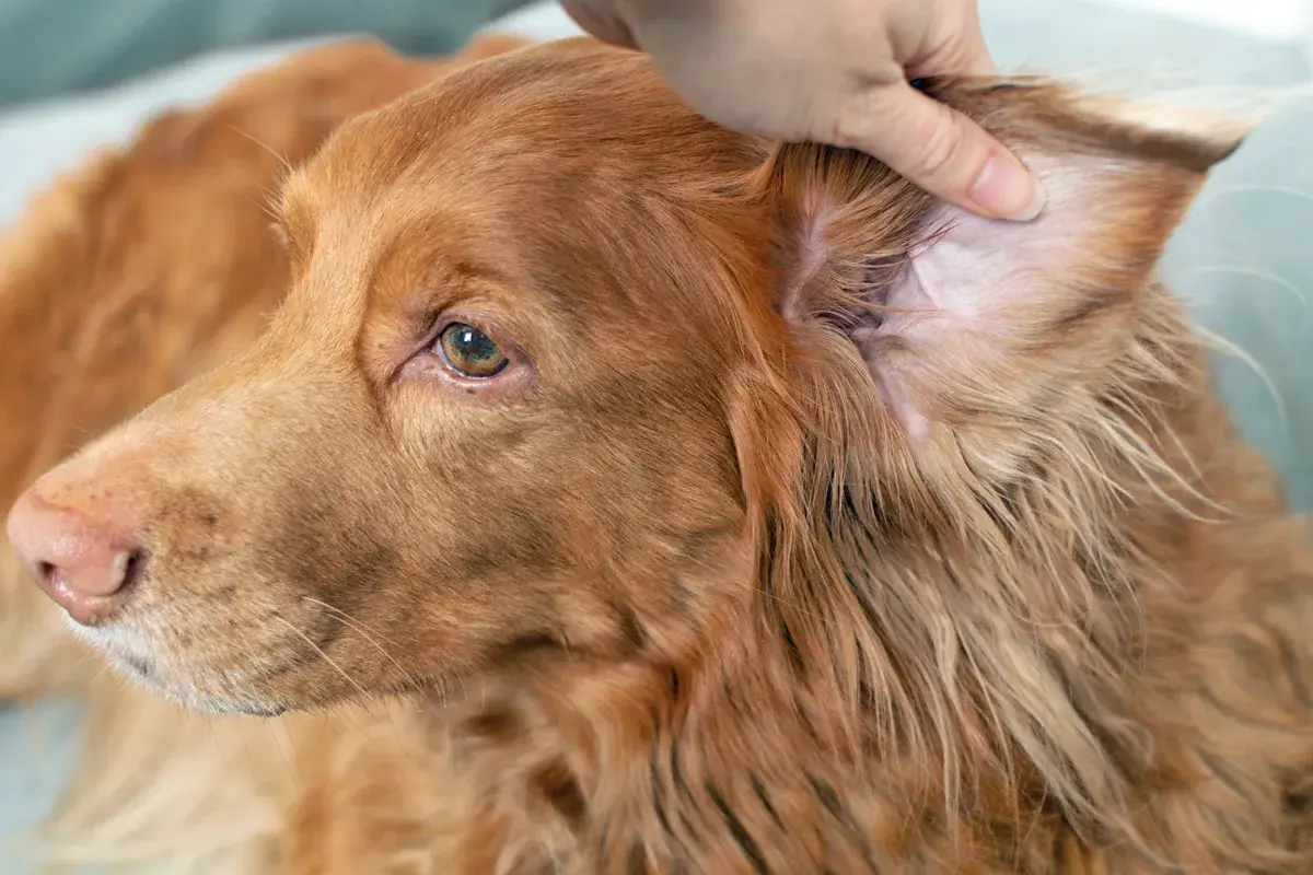 Ein Hund mit braunem Fell wird am Ohr untersucht, um mögliche Grasmilben zu entdecken.