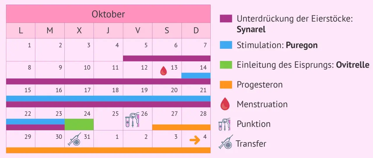 Kalender für schwanger werden tipps: zeigt Medikamentengabe (Synarel, Puregon, Ovitrelle, Progesteron), Menstruation, Punktion und Transfer.