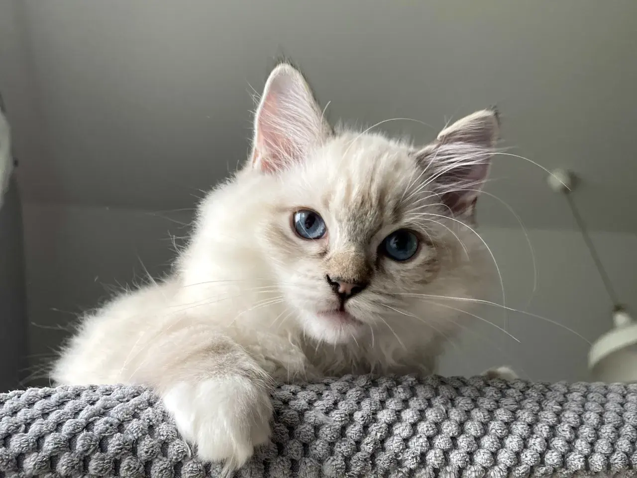 Uroczy kot ragdoll z niebieskimi oczami spogląda zza szarego, miękkiego podłoża.