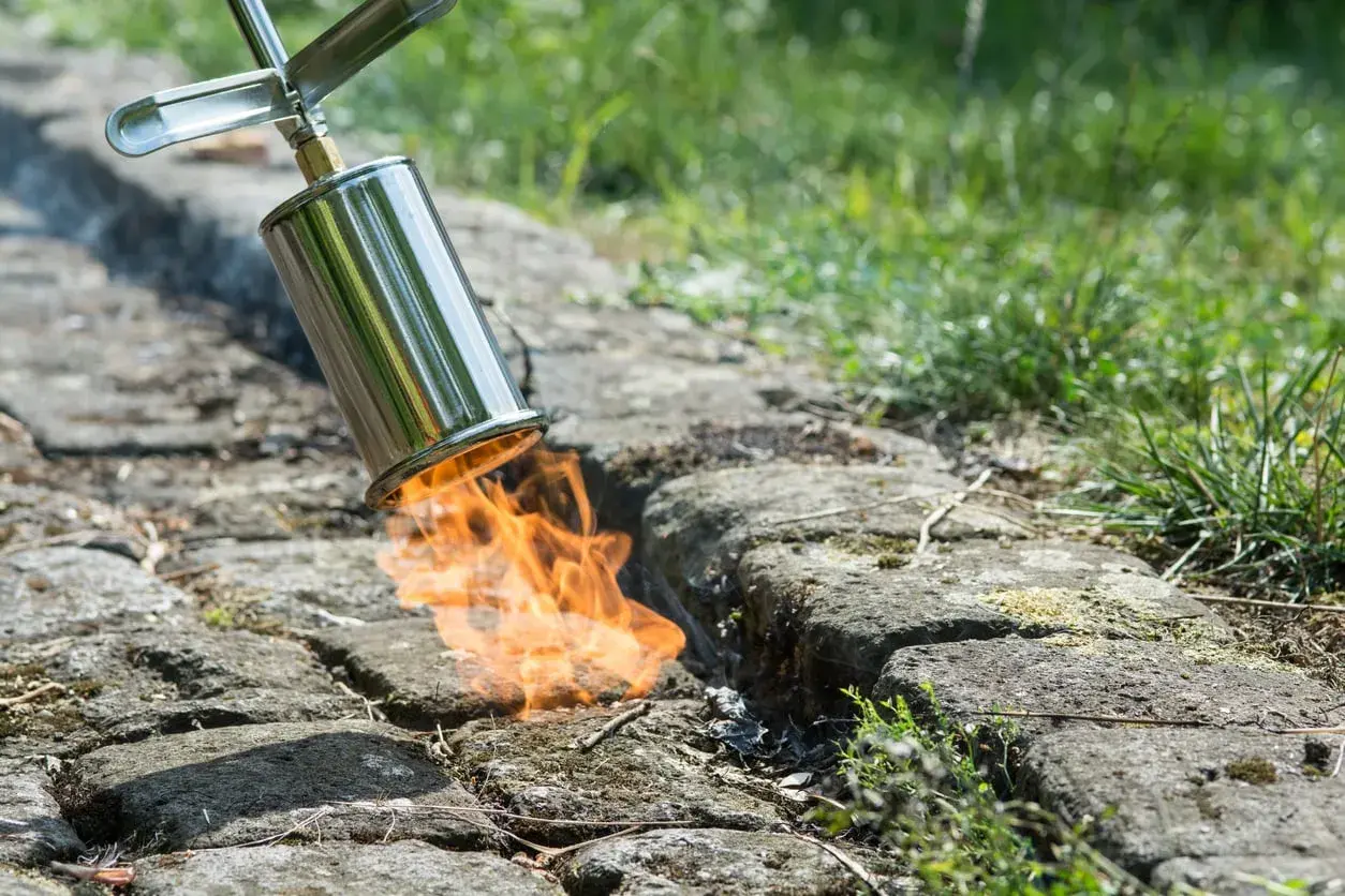 Flammen züngeln aus einem Brenner, um lästiges Unkraut auf einem gepflasterten Weg abzuflammen.