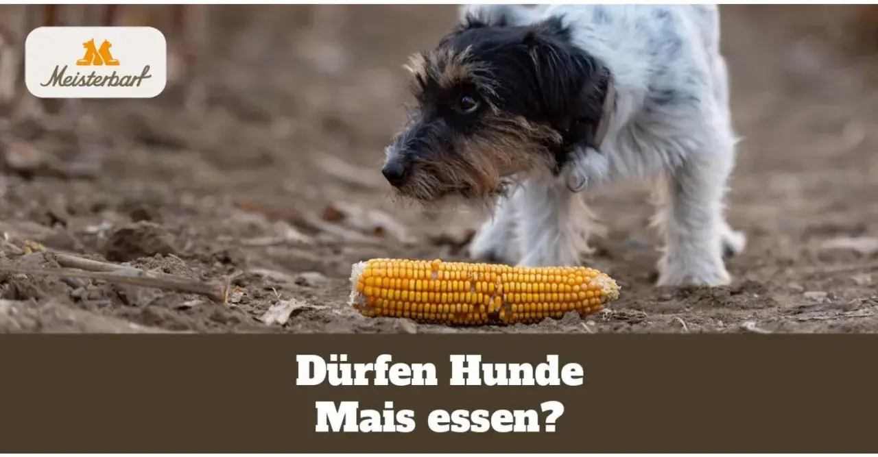 Ein neugieriger Hund betrachtet eine Maiskolben. Dürfen Hunde Mais essen?
