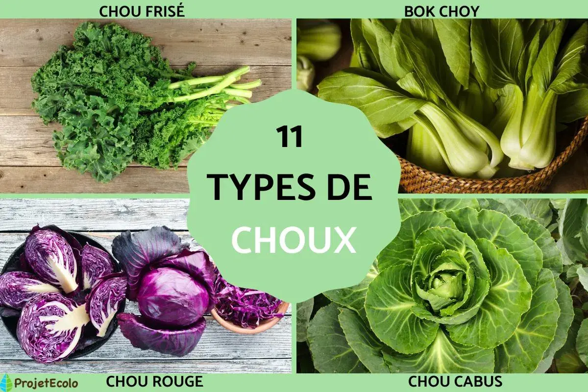 Découvrez le nombre de variété de choux : chou frisé, bok choy, chou rouge et chou cabus.