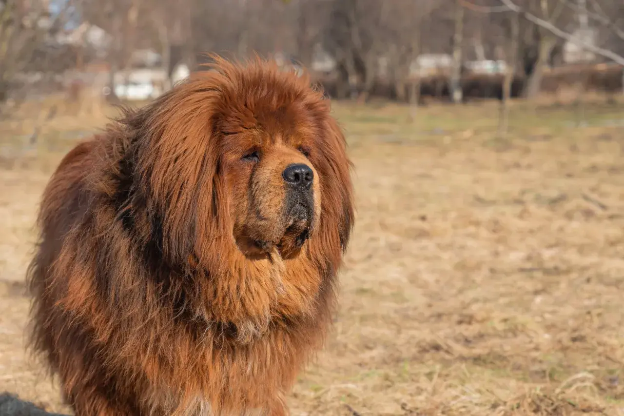 Ein majestätischer tibetanischer Mastiff mit dichtem, braunem Fell steht auf einem Feld.