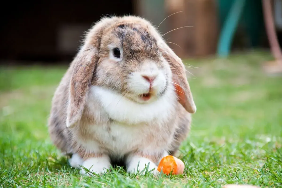 Un tierno conejo de orejas caídas, con pelaje marrón y blanco, parece soñar con conejos mientras mira una zanahoria en la hierba.