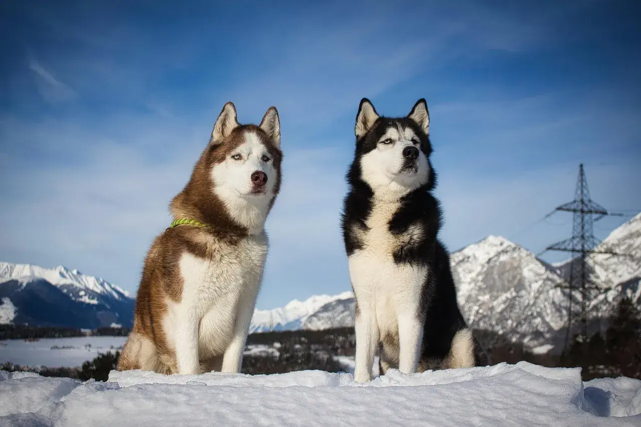 Zwei wunderschöne Husky-Rassen mit blauen Augen sitzen im Schnee vor einer Bergkulisse.