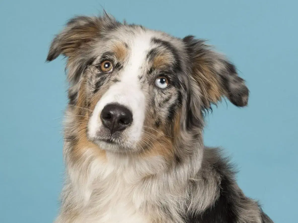 Ein Australian Shepherd mit faszinierenden, unterschiedlich gefärbten Augen, die wie blaue Saphire und Bernstein leuchten.