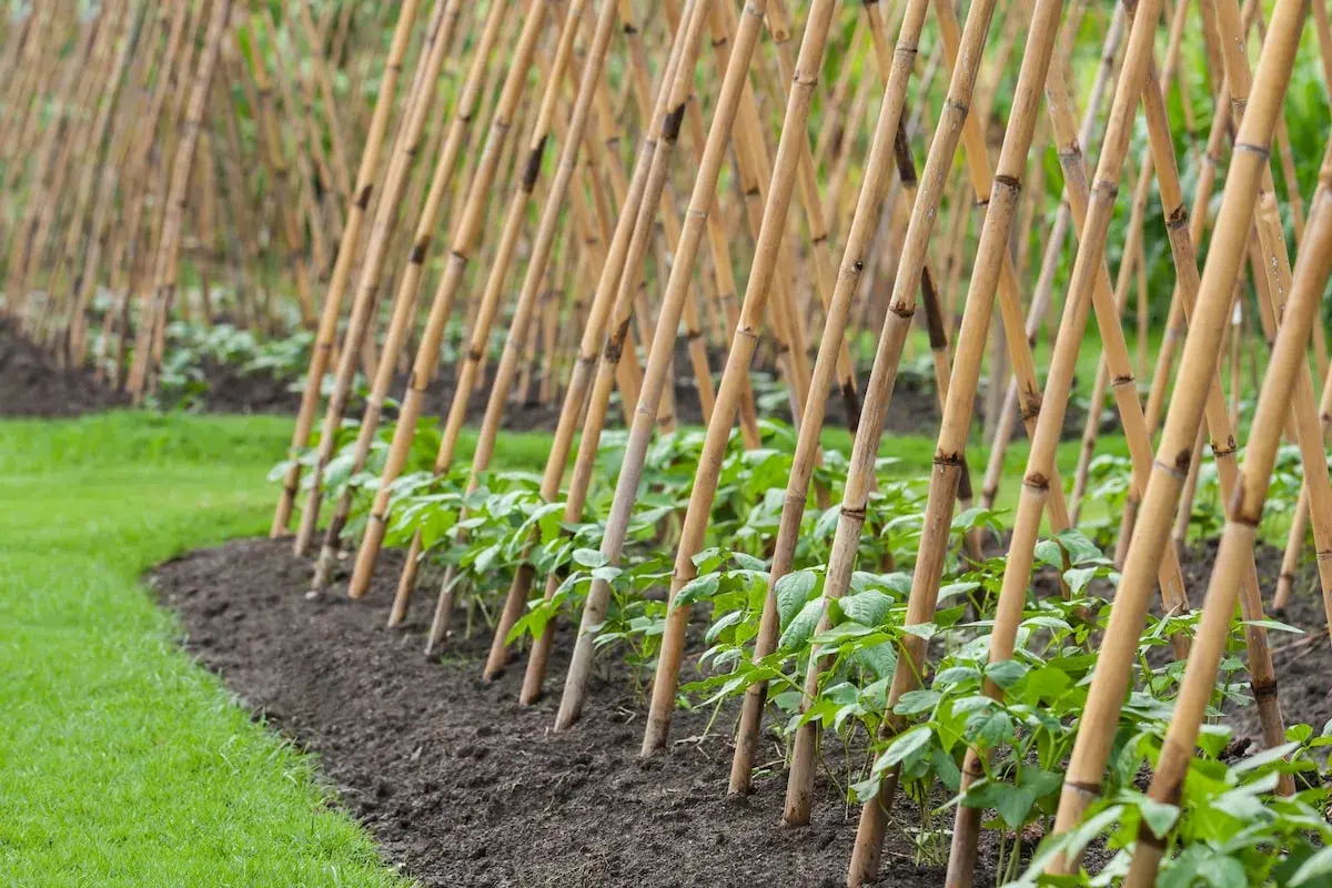 Junge Stangenbohnen ranken an Bambusstäben empor. Ein Gartenbeet mit frisch gepflanzten Bohnenpflanzen, bereit zum Wachsen.