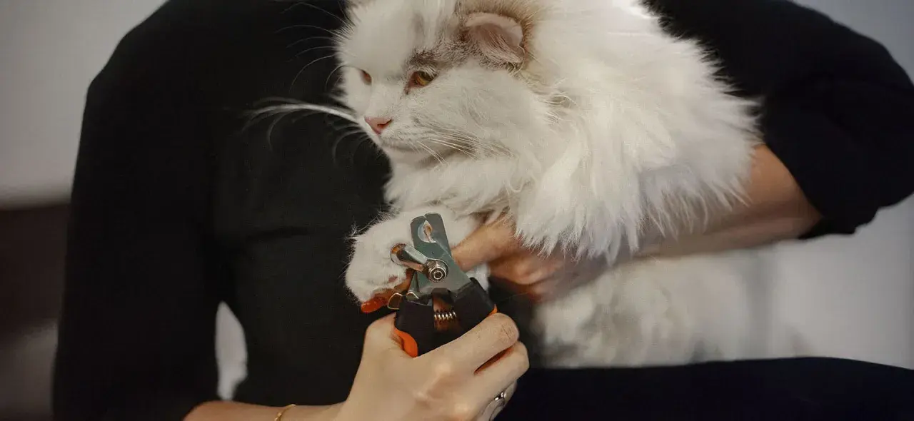 Persona corta las uñas a un gato blanco y esponjoso con un cortaúñas.