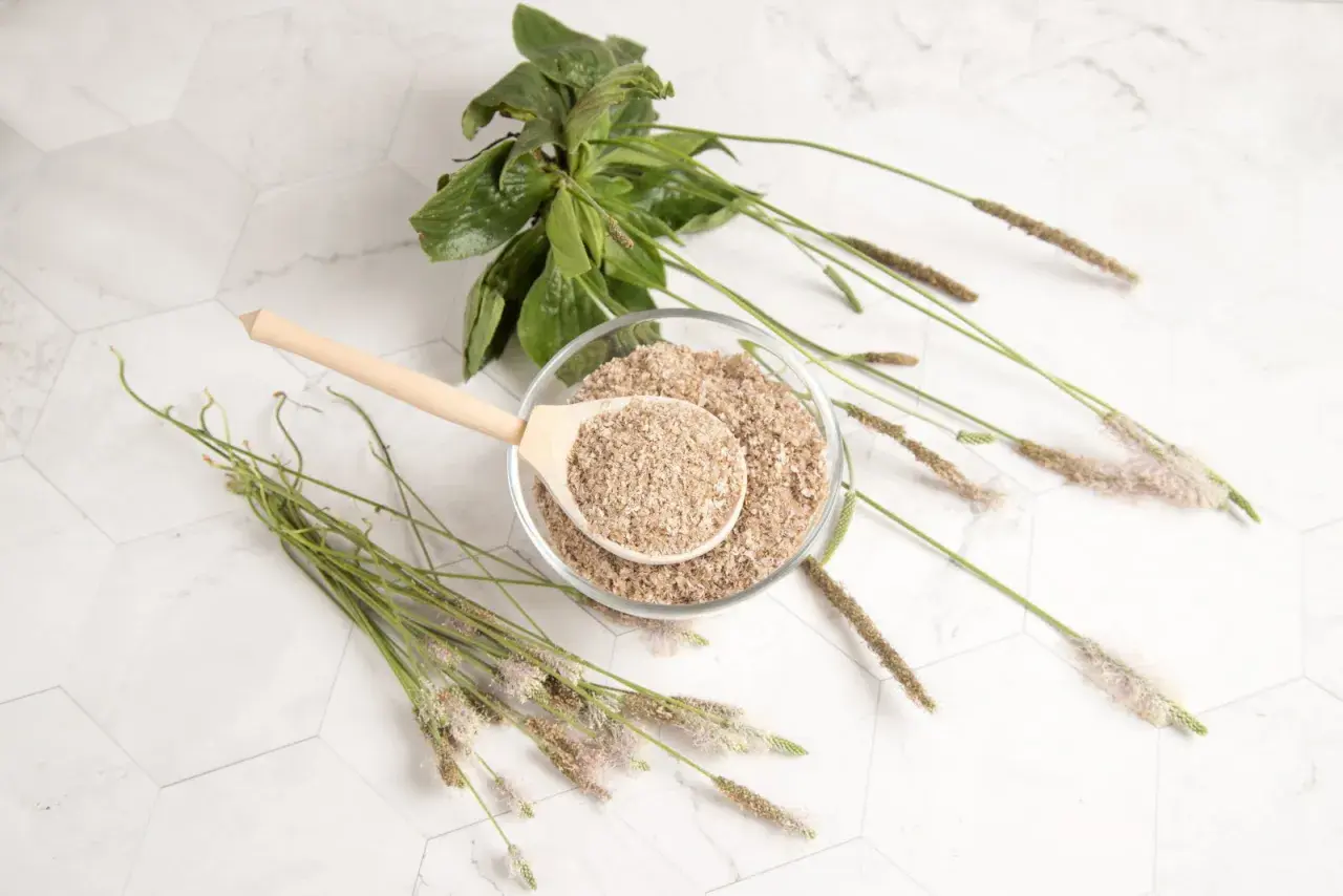 Psyllium vertus : une cuillère en bois remplie de poudre de psyllium dans un bol, entourée de tiges de plantain.