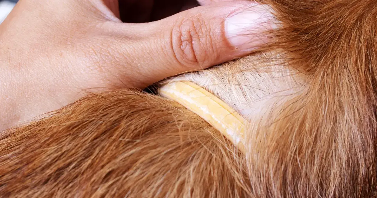 Ein Finger hebt das Fell eines Hundes an, um einen gelben Floh-Halsband-Streifen zu enthüllen.