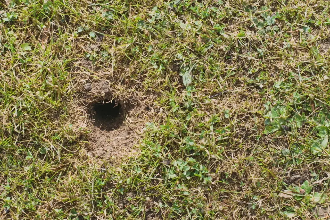 Małe dziurki w ziemi w ogrodzie, prawdopodobnie nory małych zwierząt, ukryte wśród trawy i chwastów.