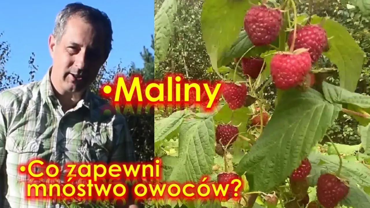 Kiedy jest sezon na maliny? Poznaj najlepszy czas na zbiór owoców