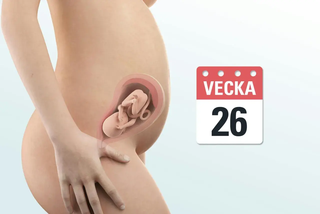 Gravid vecka 26. En illustration visar en gravid mage med ett foster inuti. Bredvid syns en kalender med texten "Vecka 26".