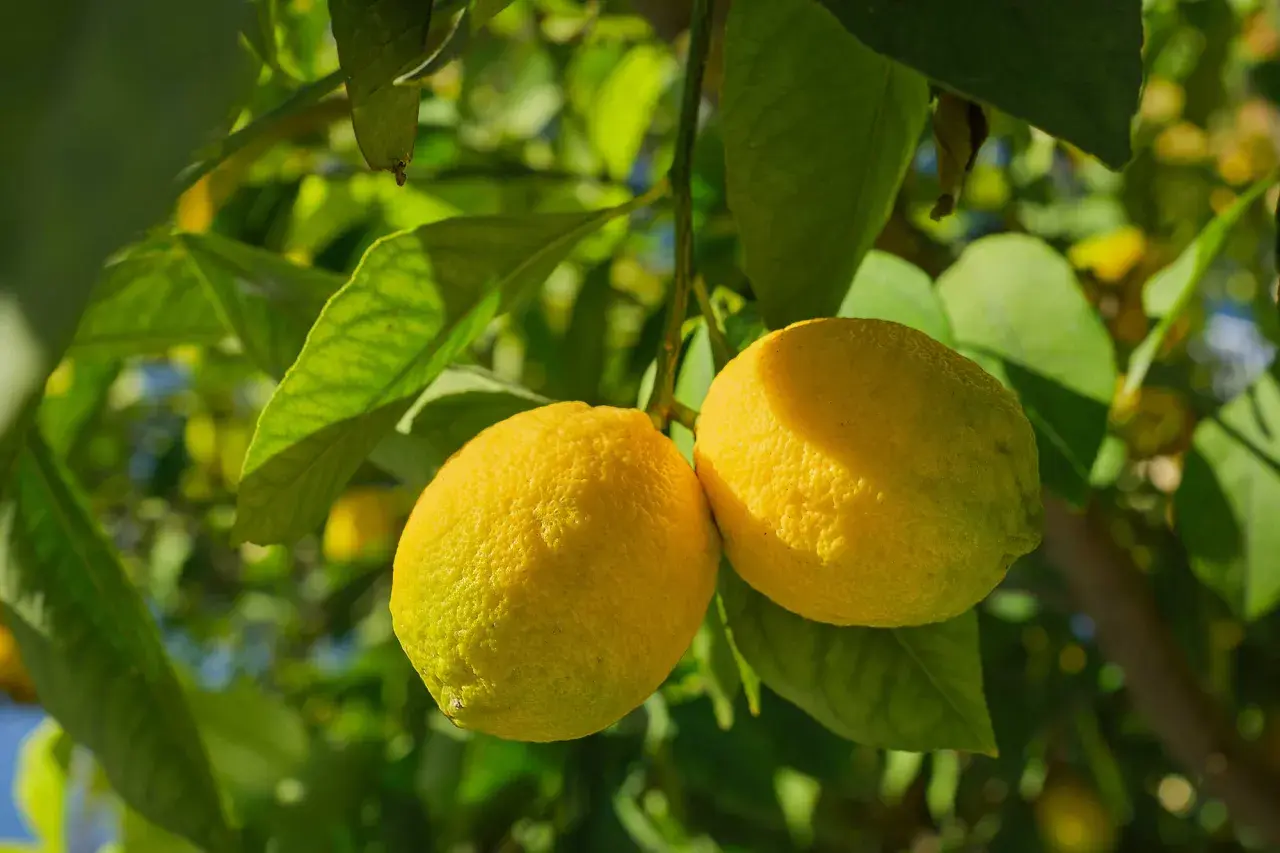 Limoni maturi su un ramo, pronti per la concimazione fogliare agrumi periodo.